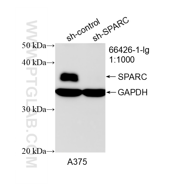WB result of SPARC antibody (66426-1-Ig; 1:1000; incubated at room temperature for 1.5 hours) with sh-Control and sh-SPARC transfected A375 cells. WB analysis of A375 using 66426-1-Ig