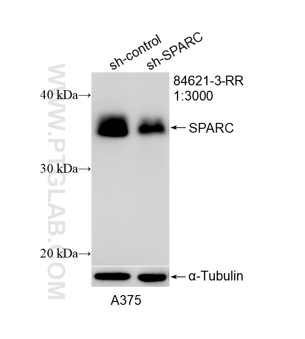 WB result of SPARC antibody (<a class='green' href='/productredirect?CatalogNo=84621-3-RR' target='_blank'>84621-3-RR</a>; 1:3000; incubated at room temperature for 1.5 hours) with sh-Control and sh-SPARC transfected A375 cells. This data was developed using the same antibody clone with 84621-3-PBS in a different storage buffer formulation. WB analysis of A375 using 84621-3-RR (same clone as 84621-3-PBS)