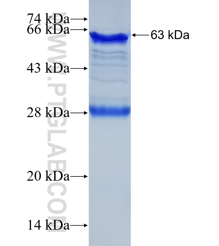 SPARC fusion protein Ag7390 SDS-PAGE