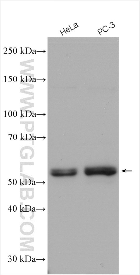 WB analysis using 22792-1-AP