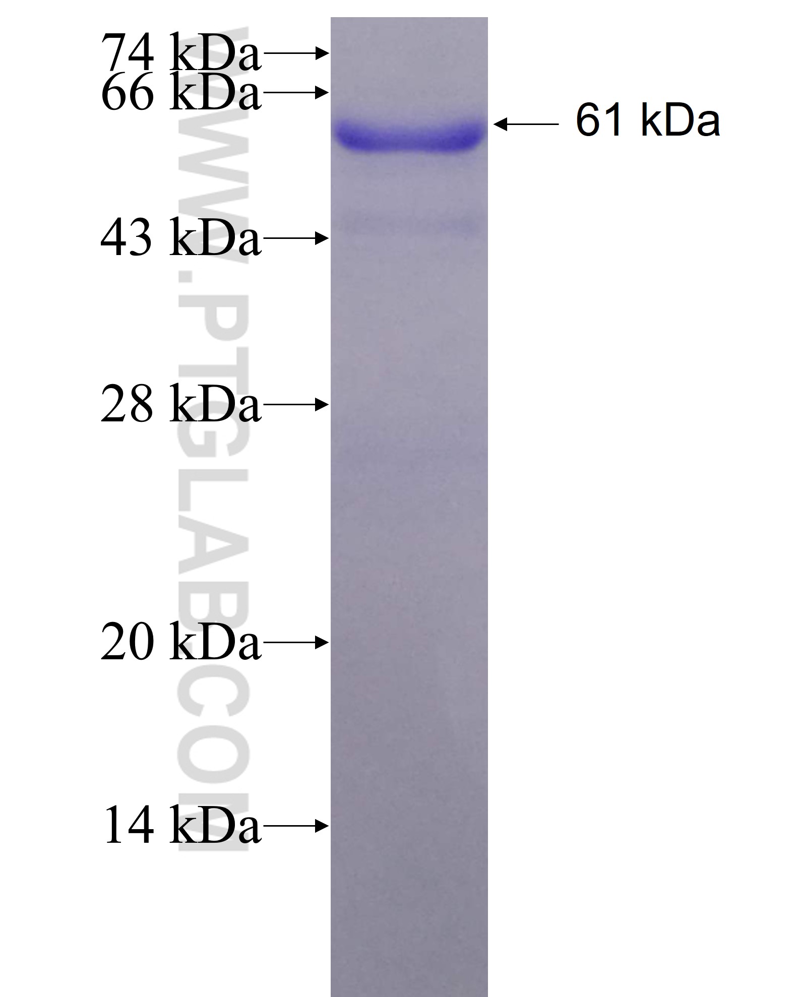 SPATA1 fusion protein Ag21749 SDS-PAGE