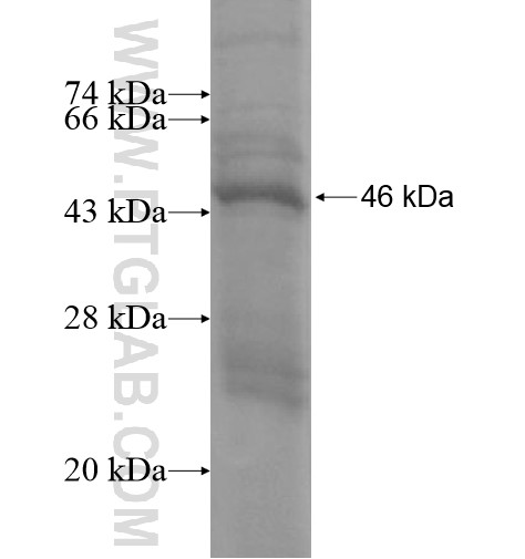 SPATA12 fusion protein Ag15456 SDS-PAGE SPATA12 fusion protein Ag15456 SDS-PAGE