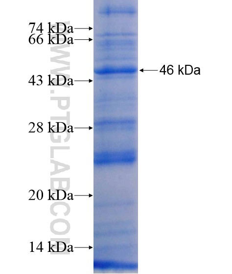SPATA17 fusion protein Ag21128 SDS-PAGE SPATA17 fusion protein Ag21128 SDS-PAGE