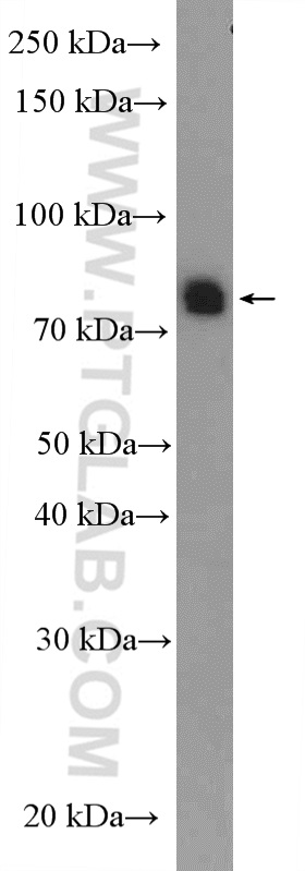 WB analysis of rat testis using 18373-1-AP