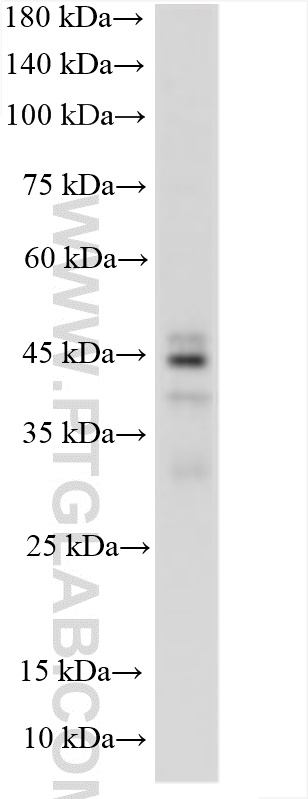 Various lysates were subjected to SDS PAGE followed by western blot with 16989-1-AP (SPATA22 antibody) at dilution of 1:1000 incubated at room temperature for 1.5 hours. WB analysis using 16989-1-AP