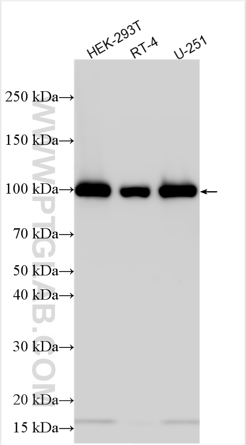WB analysis using 32104-1-AP