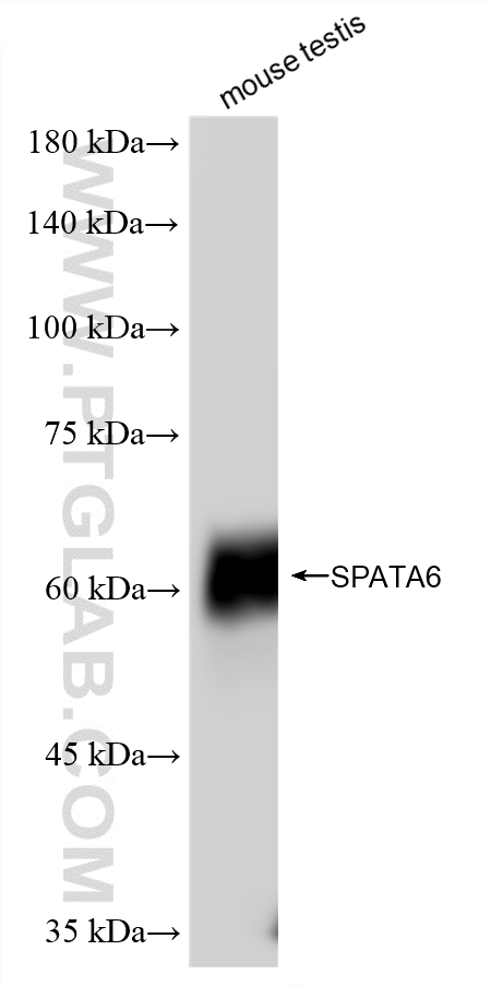 WB analysis of mouse testis using 87341-1-RR (same clone as 87341-1-PBS) WB analysis of mouse testis using 87341-1-RR (same clone as 87341-1-PBS)