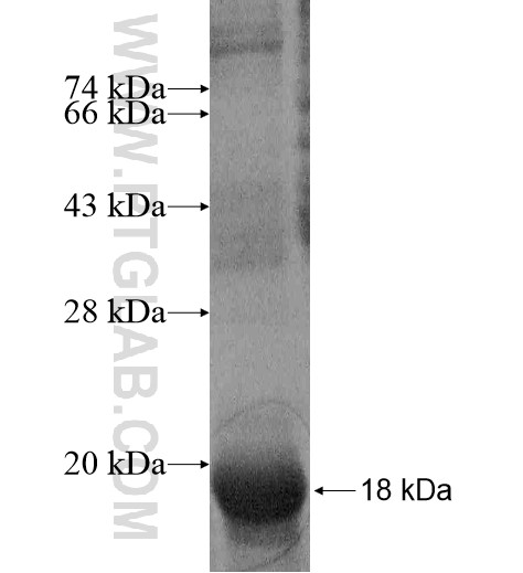 SPATA8 fusion protein Ag13668 SDS-PAGE SPATA8 fusion protein Ag13668 SDS-PAGE