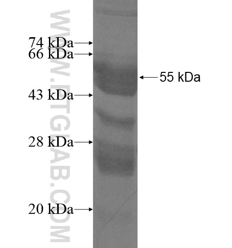 SPATA9 fusion protein Ag11693 SDS-PAGE SPATA9 fusion protein Ag11693 SDS-PAGE