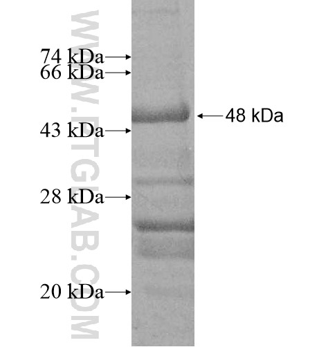 SPATA9 fusion protein Ag13191 SDS-PAGE SPATA9 fusion protein Ag13191 SDS-PAGE