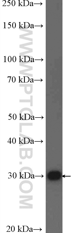 WB analysis of HEK-293 using 26142-1-AP