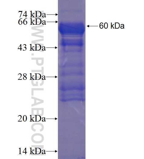 SPATS1 fusion protein Ag23533 SDS-PAGE