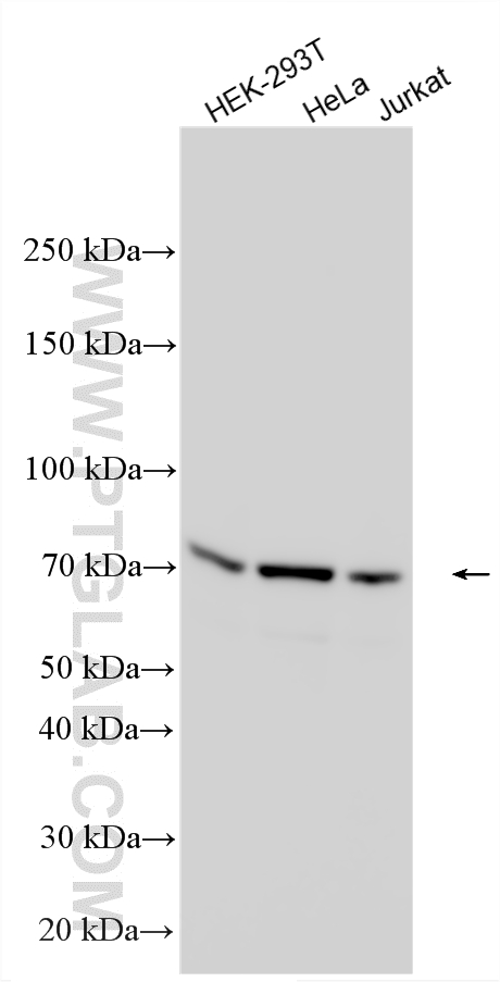 WB analysis using 32517-1-AP