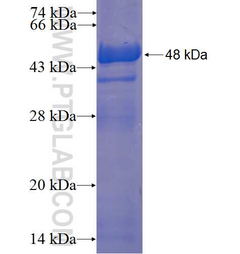 SPC24 fusion protein Ag23256 SDS-PAGE