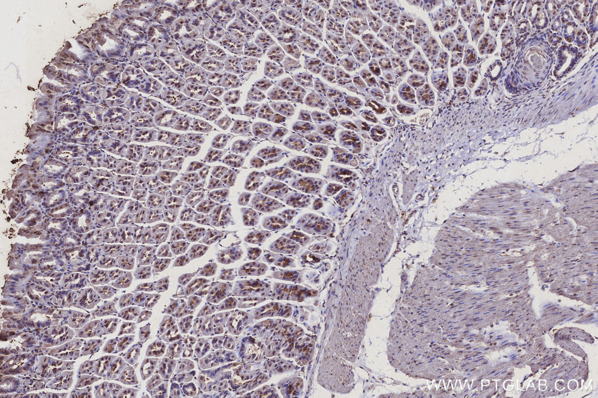 IHC staining of mouse stomach using 26474-1-AP
