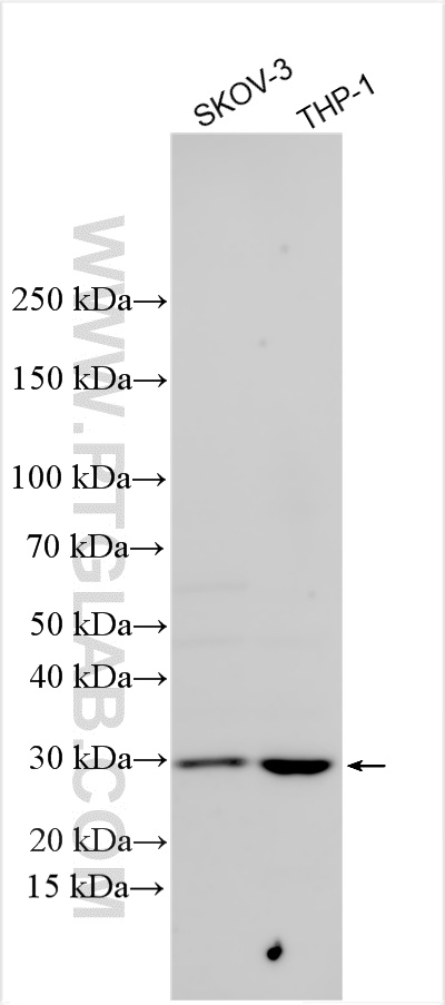 WB analysis using 26474-1-AP