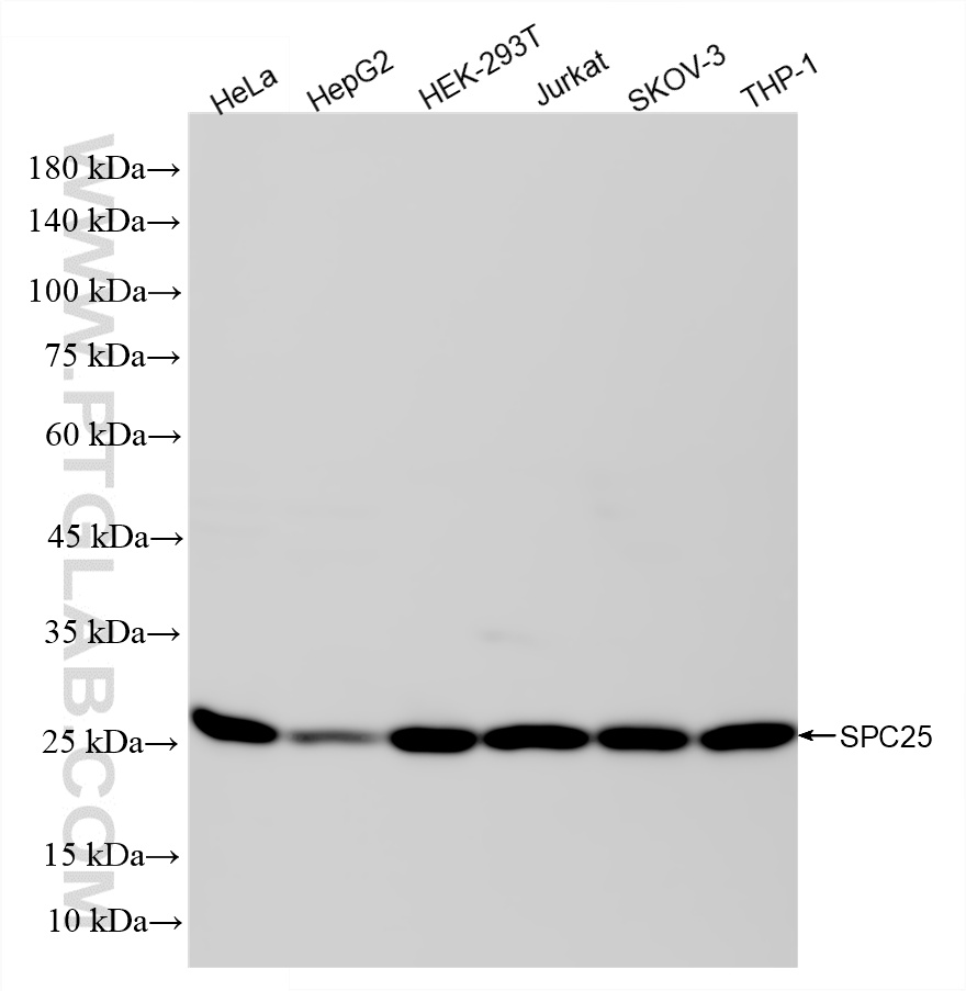 WB analysis using 87323-1-RR (same clone as 87323-1-PBS)