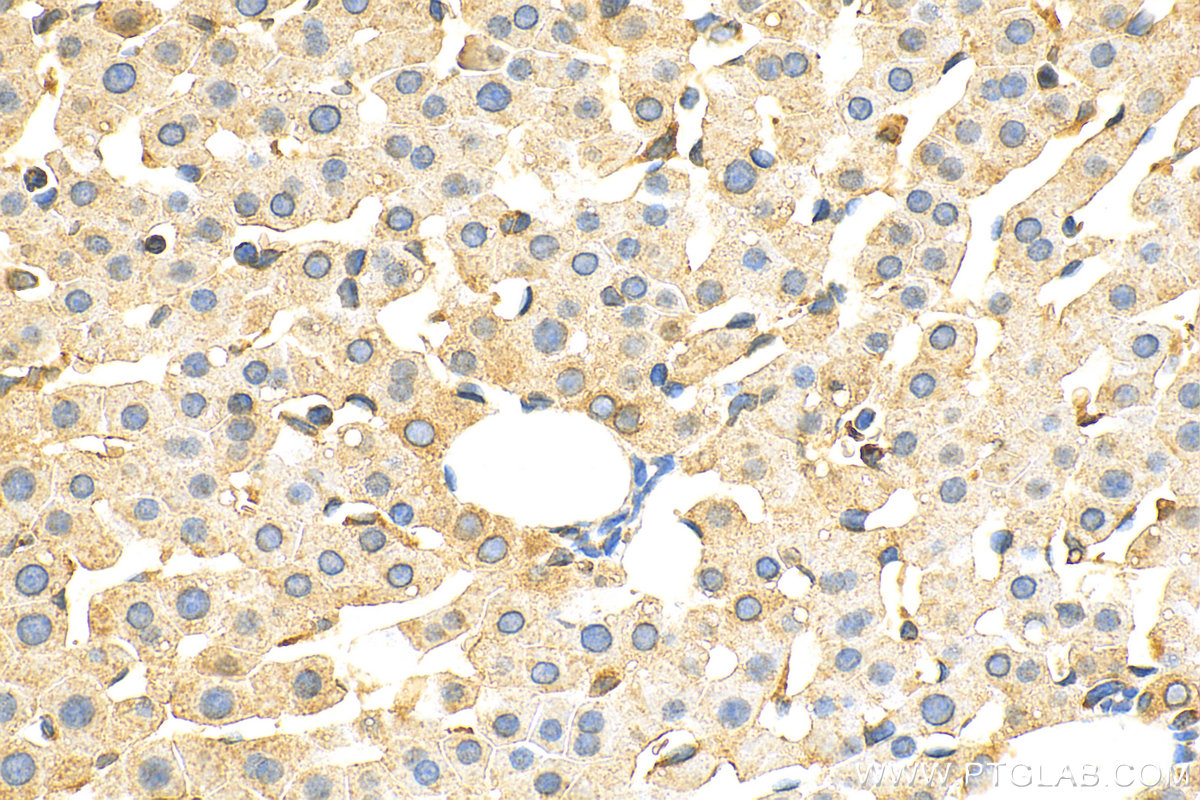 IHC staining of rat liver using 17640-1-AP
