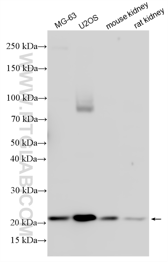 WB analysis using 17640-1-AP