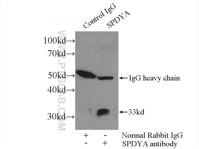 IP experiment of mouse testis using 17836-1-AP