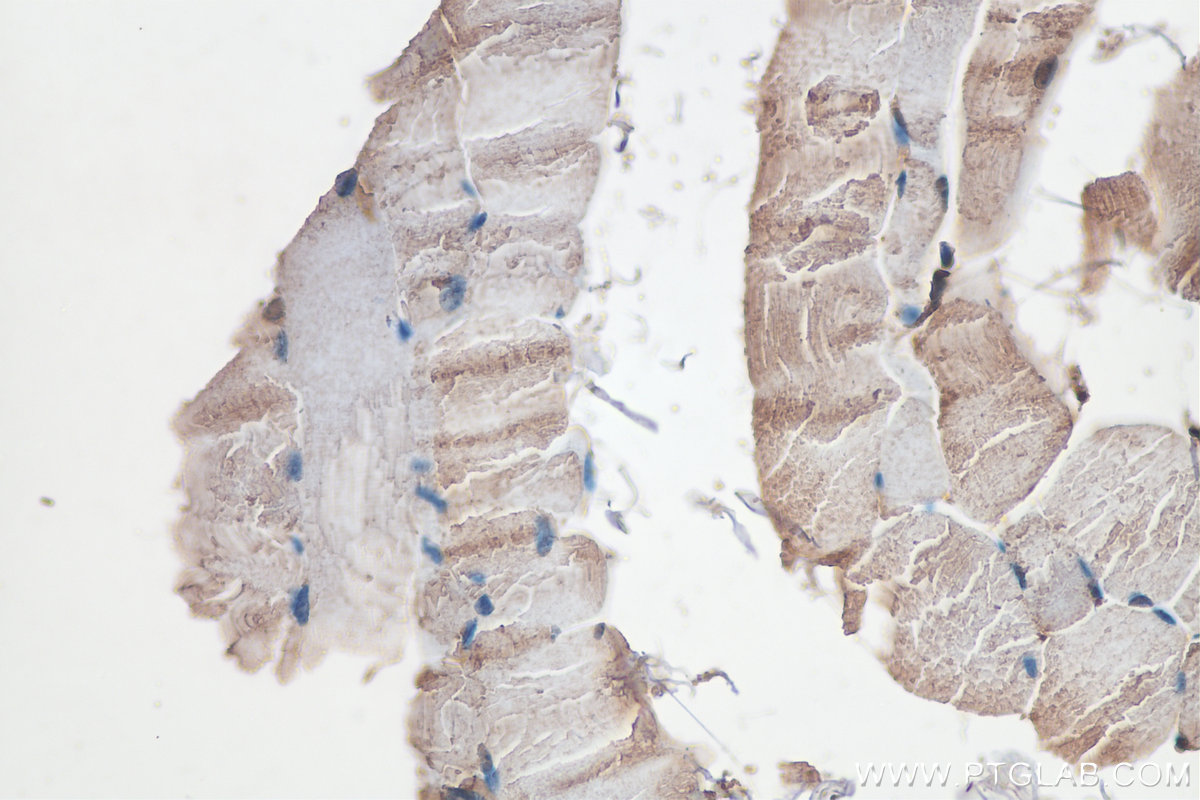 IHC staining of mouse skeletal muscle using 18716-1-AP