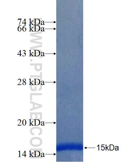 SPG7 fusion protein Ag26316 SDS-PAGE SPG7 fusion protein Ag26316 SDS-PAGE
