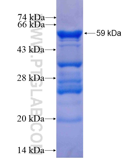 SPG7 fusion protein Ag13130 SDS-PAGE SPG7 fusion protein Ag13130 SDS-PAGE