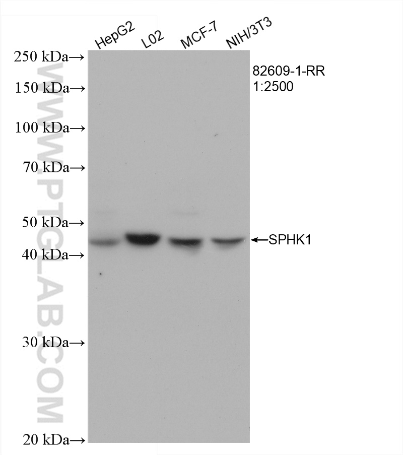 WB analysis using 82609-1-RR