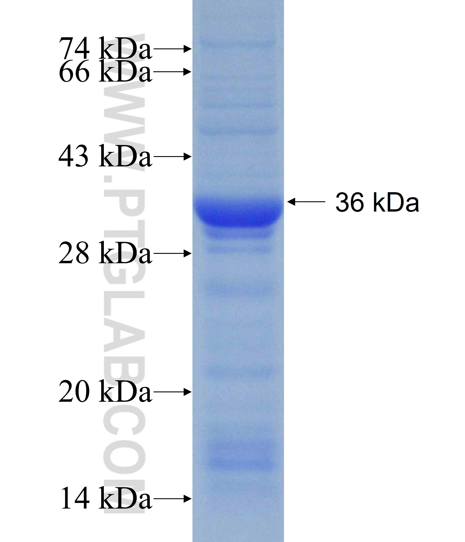 SPHK1 fusion protein Ag28391 SDS-PAGE