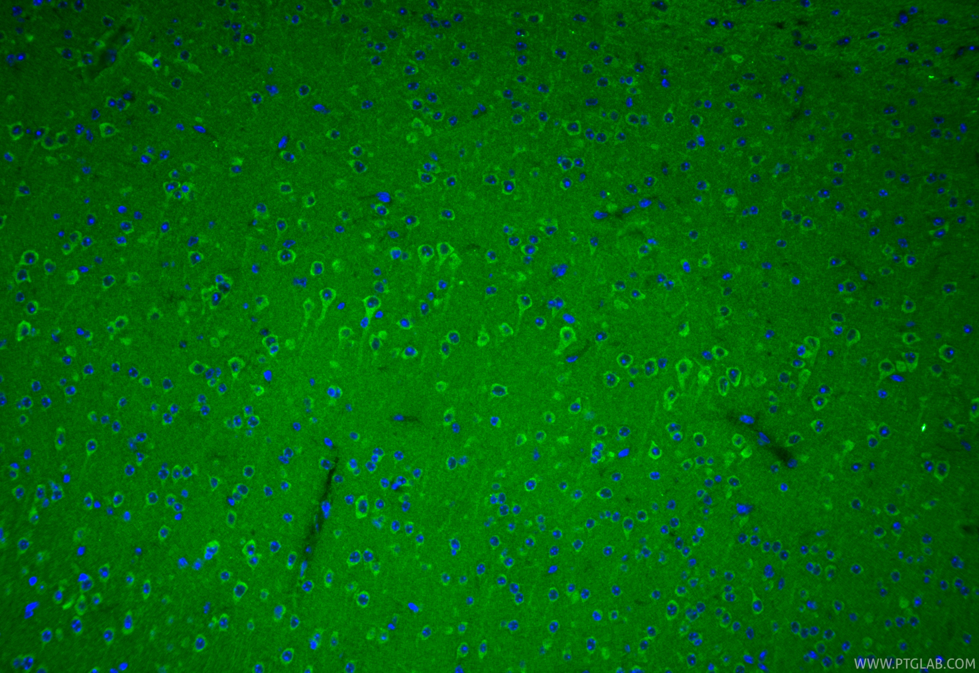 IF Staining of mouse brain using 68871-4-Ig (same clone as 68871-4-PBS)