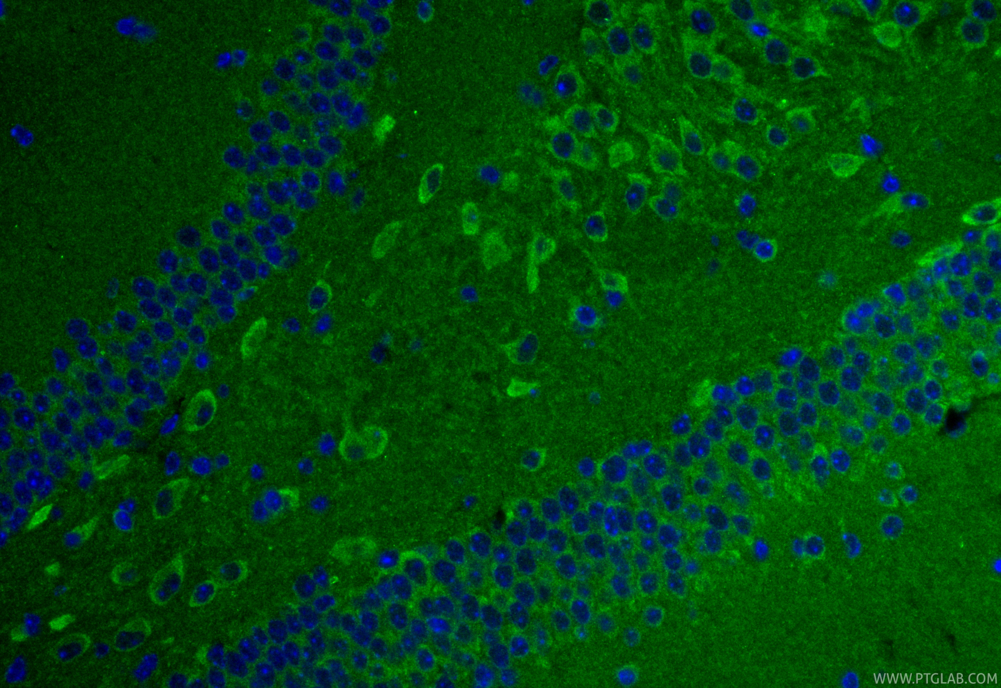 IF Staining of mouse brain using 68871-4-Ig (same clone as 68871-4-PBS)