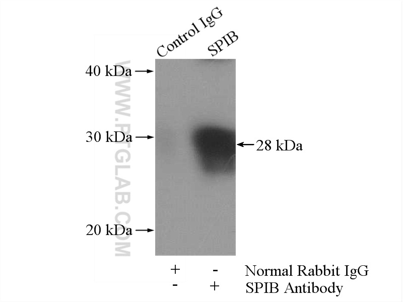 IP experiment of L02 using 15768-1-AP