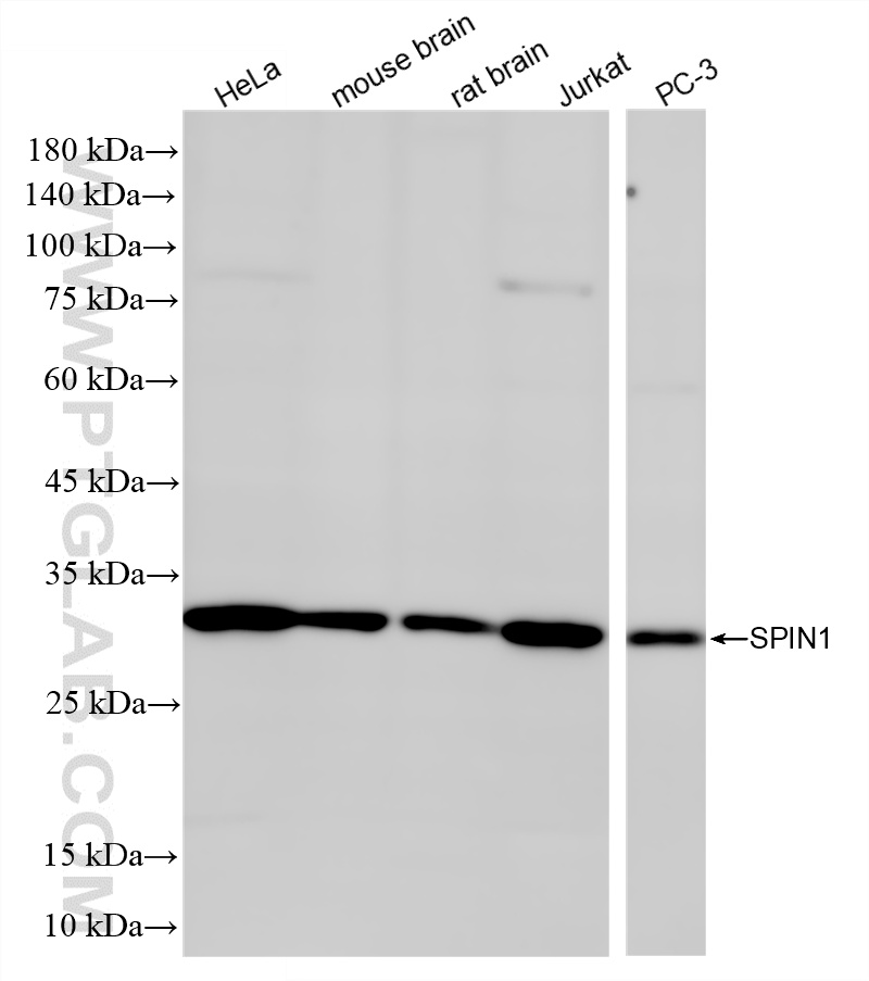 WB analysis using 86848-3-RR