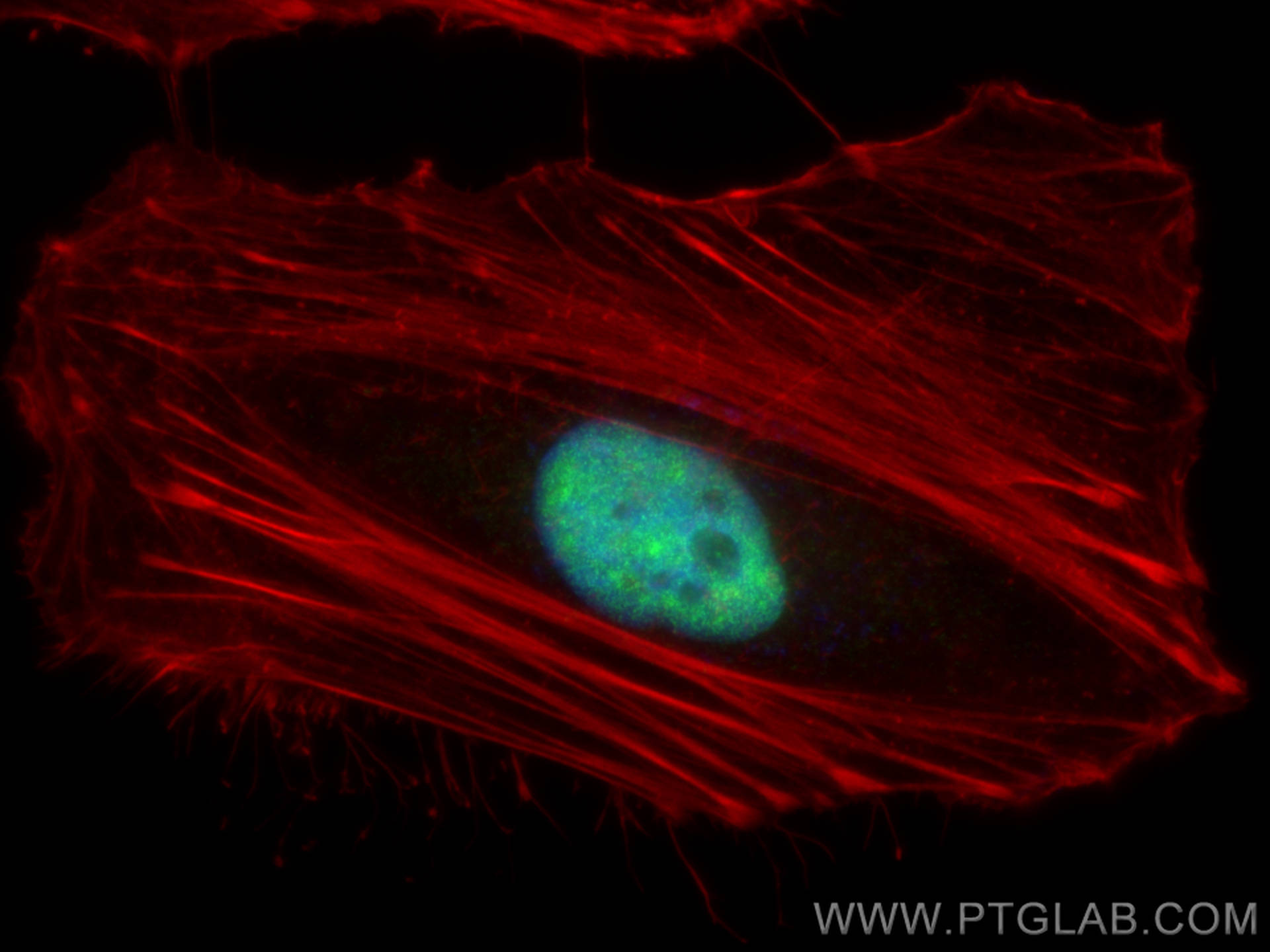 IF Staining of HeLa using 10107-2-AP