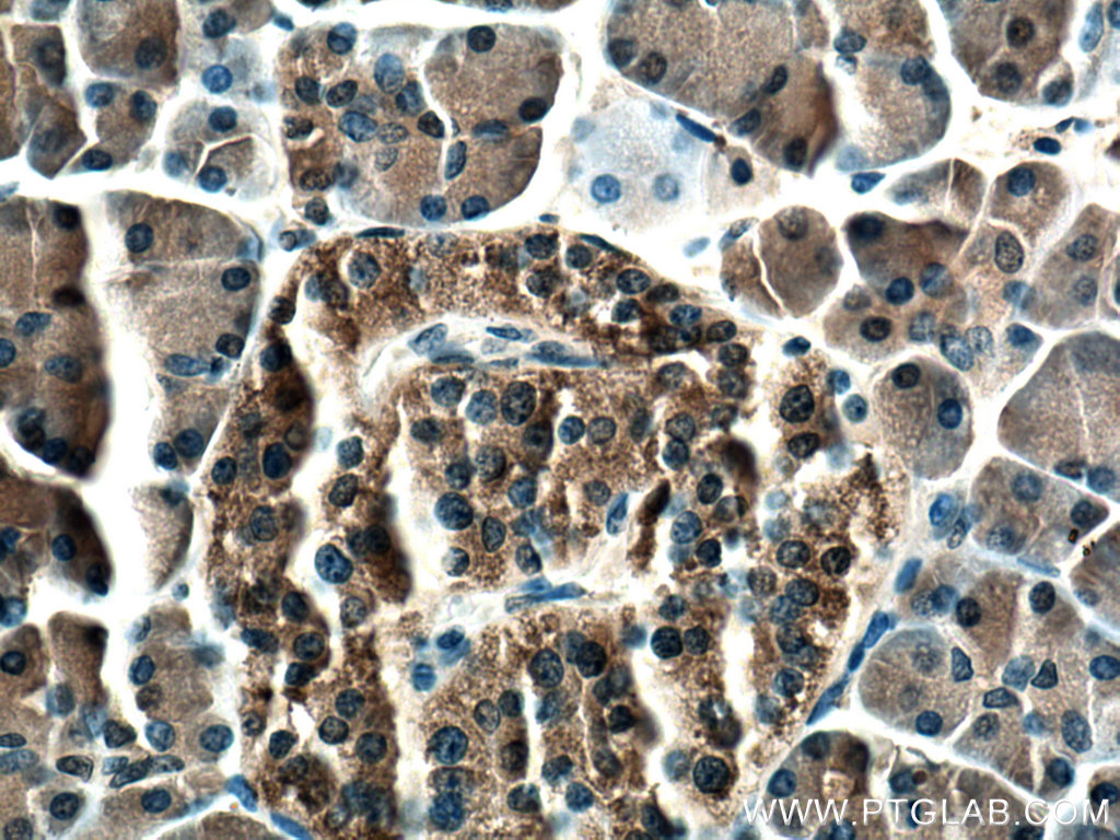 IHC staining of human pancreas using 13477-1-AP
