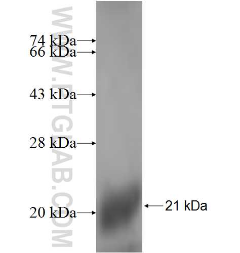 SPINLW1 fusion protein Ag6365 SDS-PAGE