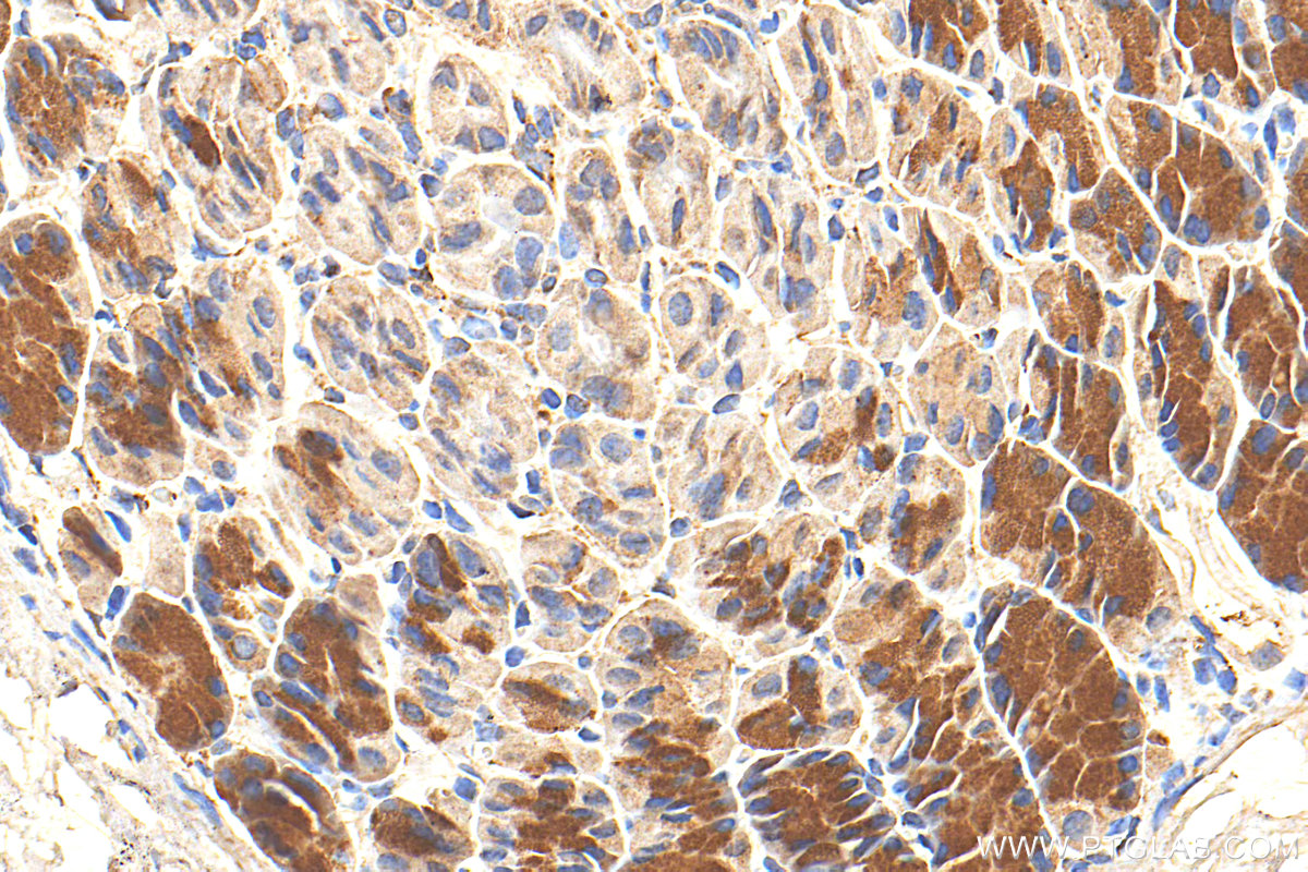 IHC staining of mouse stomach using 11295-1-AP