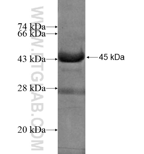 SPIRE2 fusion protein Ag12091 SDS-PAGE