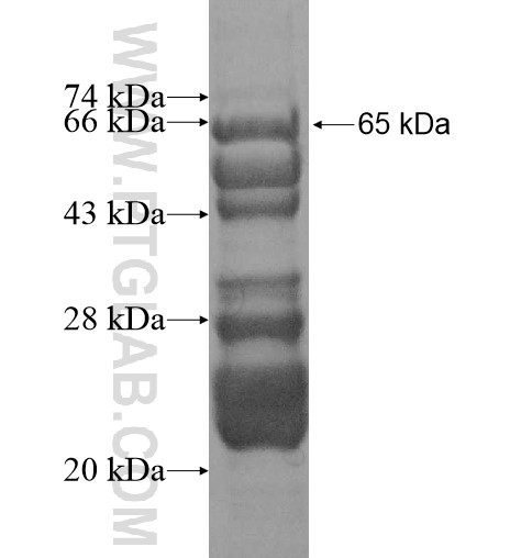 SPIRE2 fusion protein Ag12117 SDS-PAGE