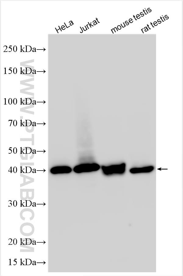 WB analysis using 16110-1-AP
