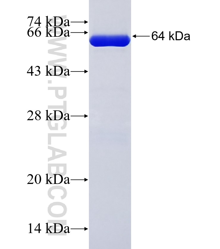 SPK fusion protein Ag9033 SDS-PAGE
