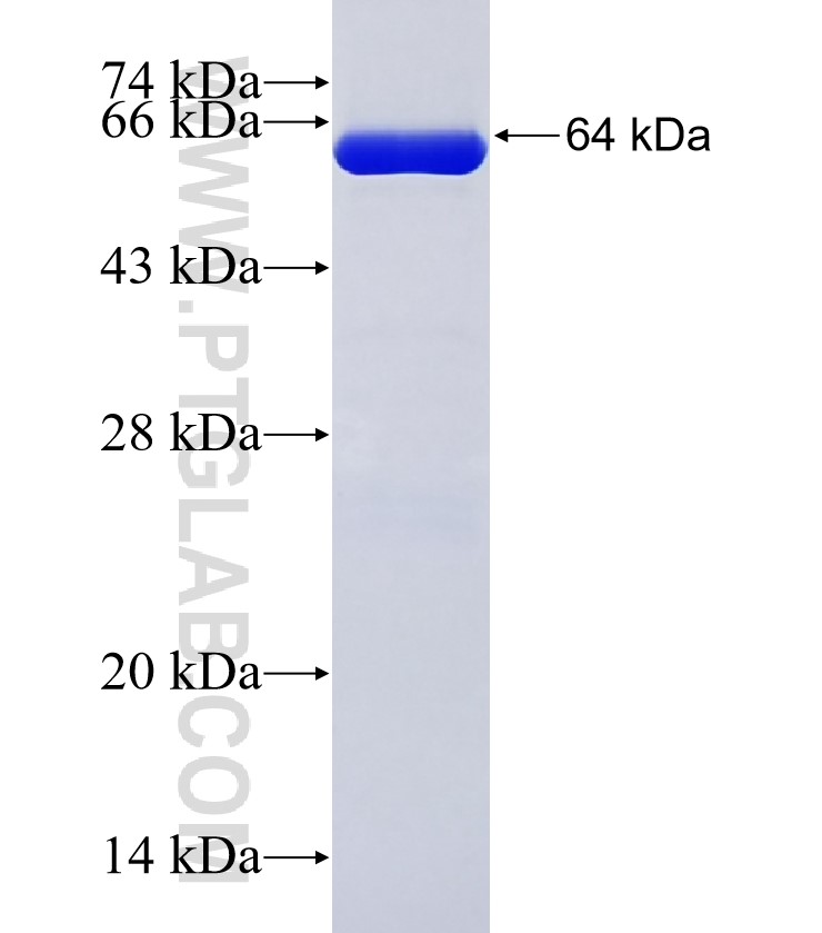 SPK fusion protein Ag9033 SDS-PAGE