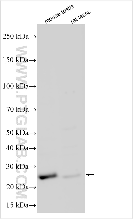 Spmip SPMIP8/TEPP antibody (32687-1-AP) | Proteintech | 武汉三鹰生物技术有限公司