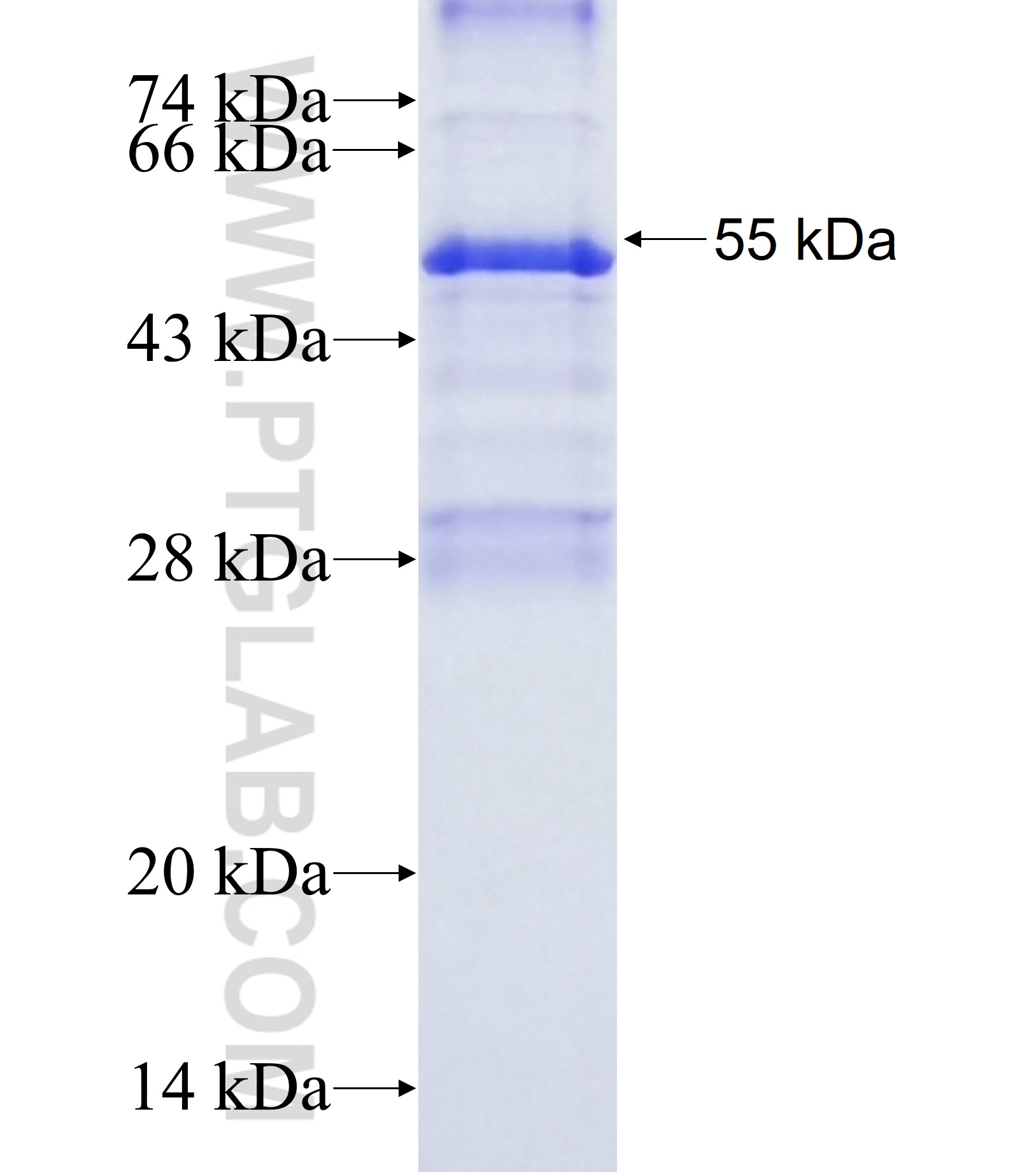 SPNS2 fusion protein Ag38154 SDS-PAGE