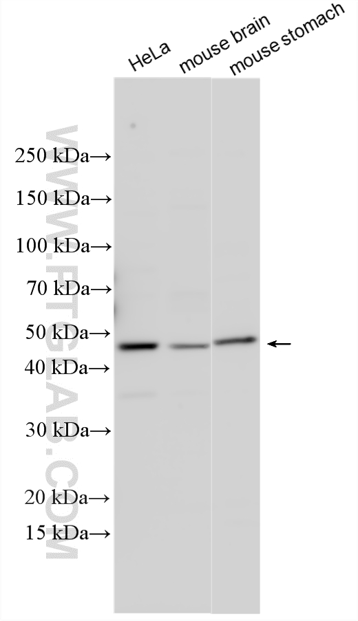 WB analysis using 28203-1-AP