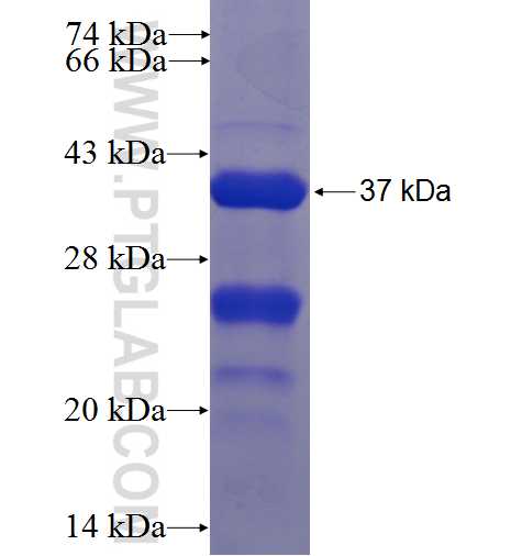 SPOCK1 fusion protein Ag23339 SDS-PAGE