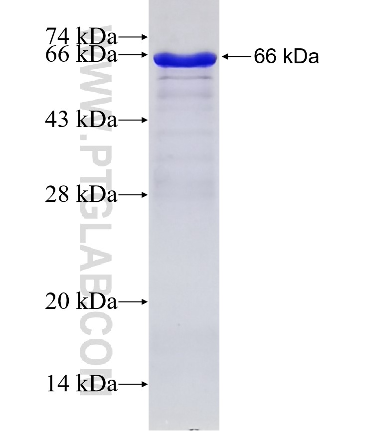 SPOCK2 fusion protein Ag2313 SDS-PAGE