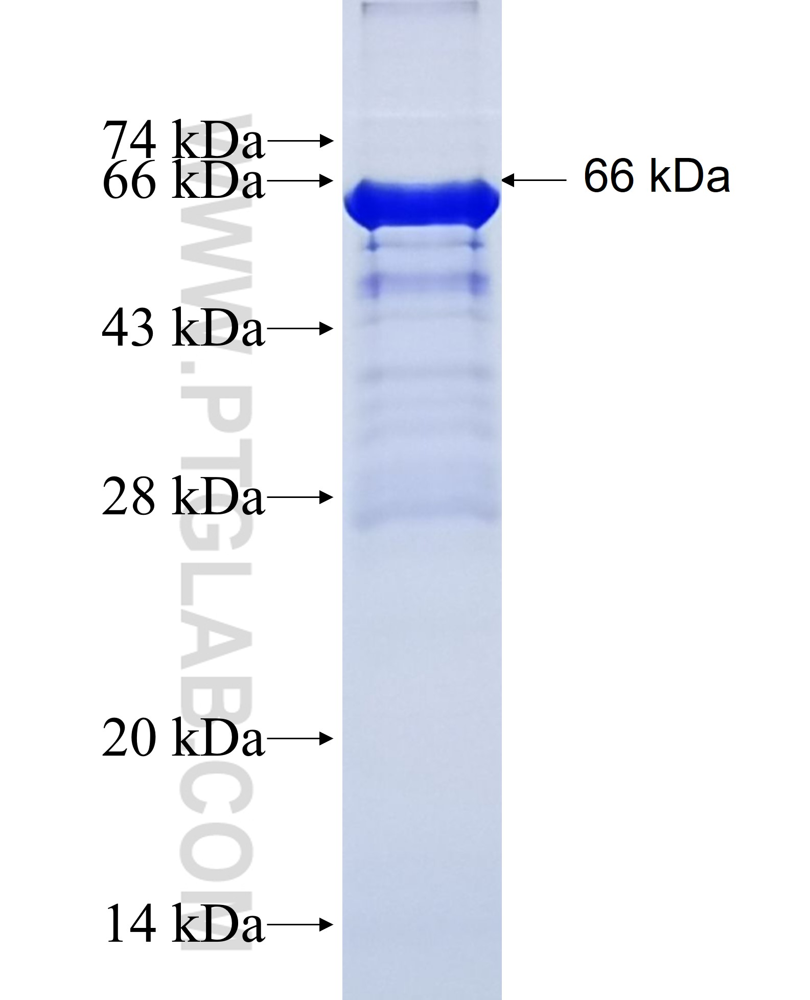 SPOCK2 fusion protein Ag2313 SDS-PAGE