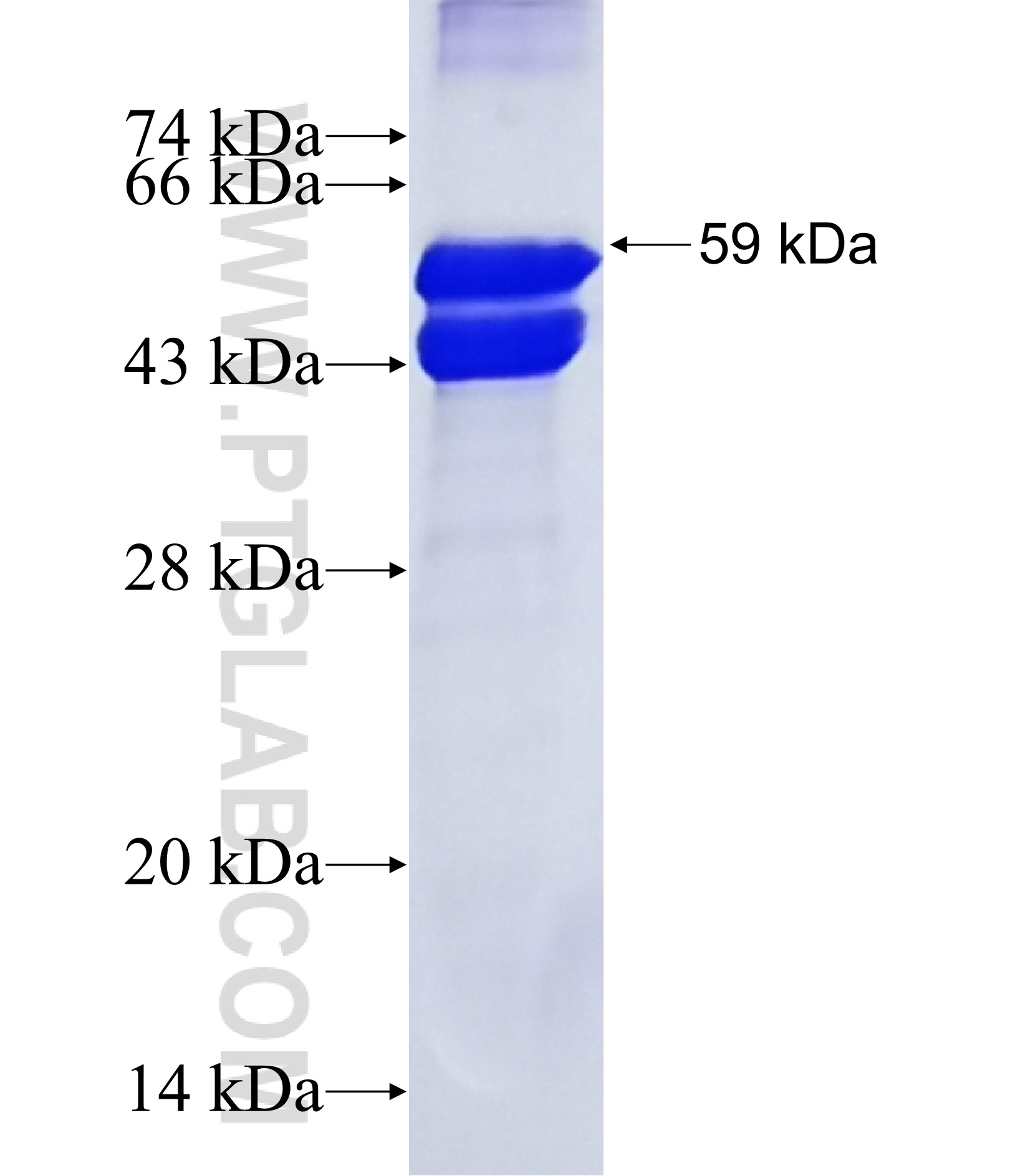 SPON1 fusion protein Ag20365 SDS-PAGE SPON1 fusion protein Ag20365 SDS-PAGE