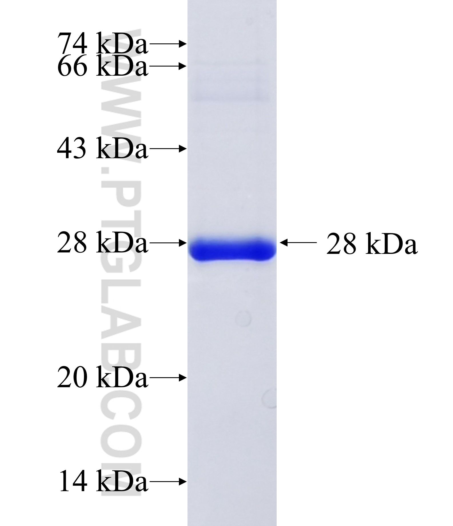 SPON2 fusion protein Ag14337 SDS-PAGE